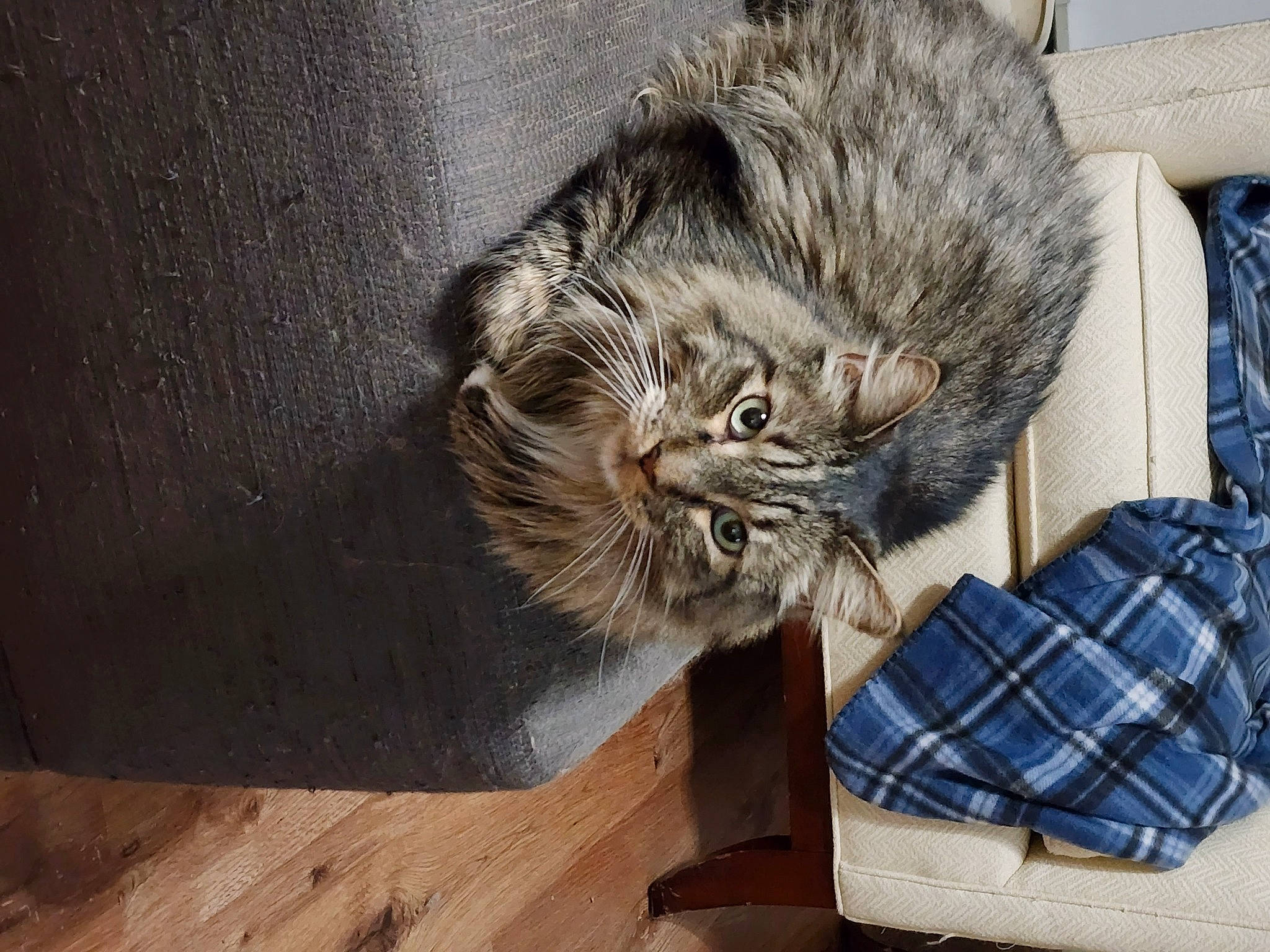 L. B. is registered to the contest to win money with this photo: carnivore, cat, claw, comfort, domestic_short_haired_cat, fawn, felidae, flooring, fur, hardwood, paw, plaid, small_to_medium_sized_cats, snout, tail, tartan, terrestrial_animal, whiskers, wood, wood_stain