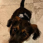 Pelusa is registered to the contest to win money with this photo: animal, black, brown, canine, close_up, curious, cute, dog, ears, floor, fur, indoors, looking_up, pet, portrait, puppy, tail, tile_floor, whiskers, young