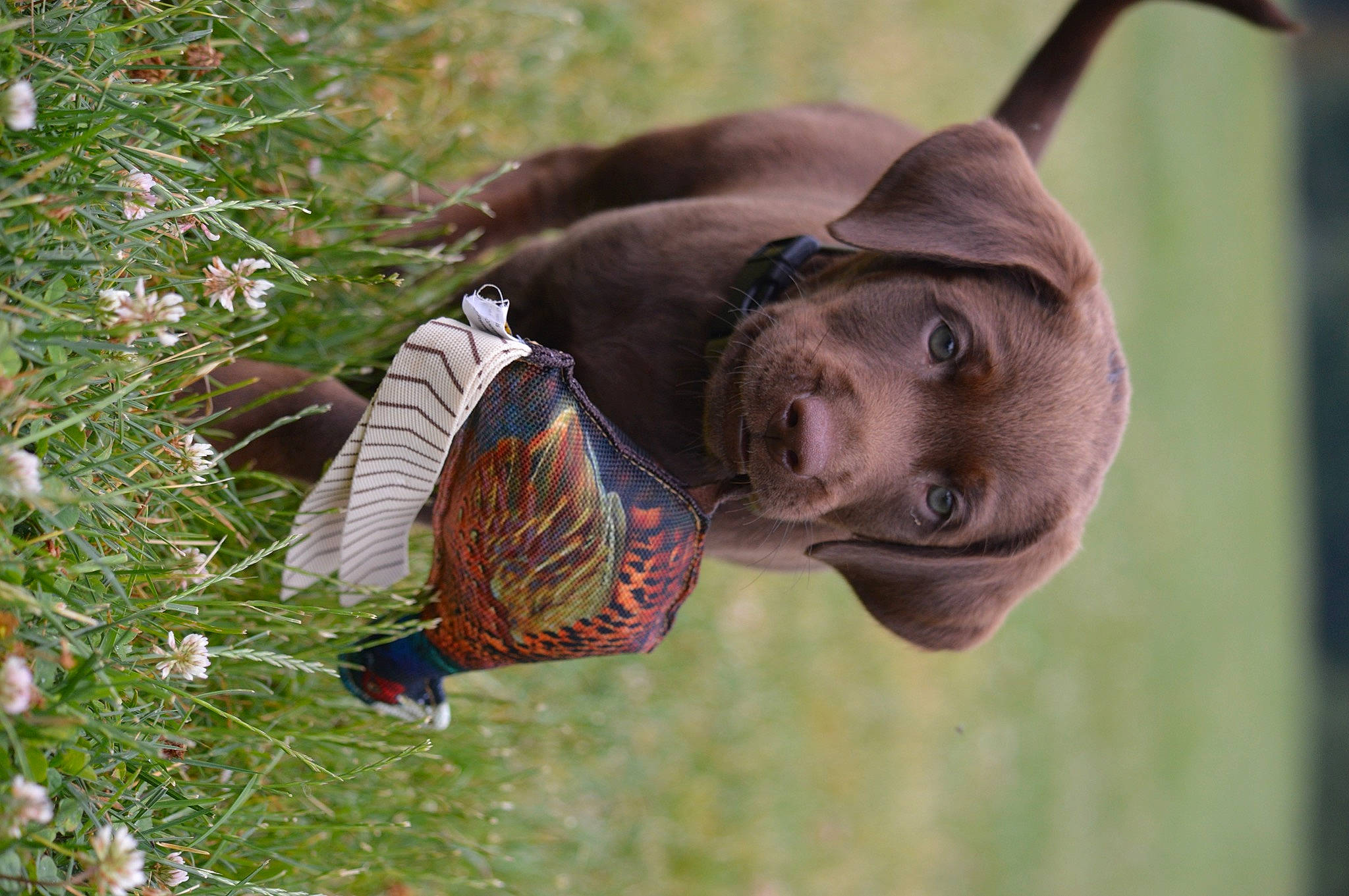 Wrangler joined the competition — help win amazing prizes! beak, dress, fashion_accessory, fawn, feather, flower, grass, hat, head, leaf, people_in_nature, plant, soil, sunglasses, terrestrial_animal, tree, tribe, vertebrate, wildlife, wood