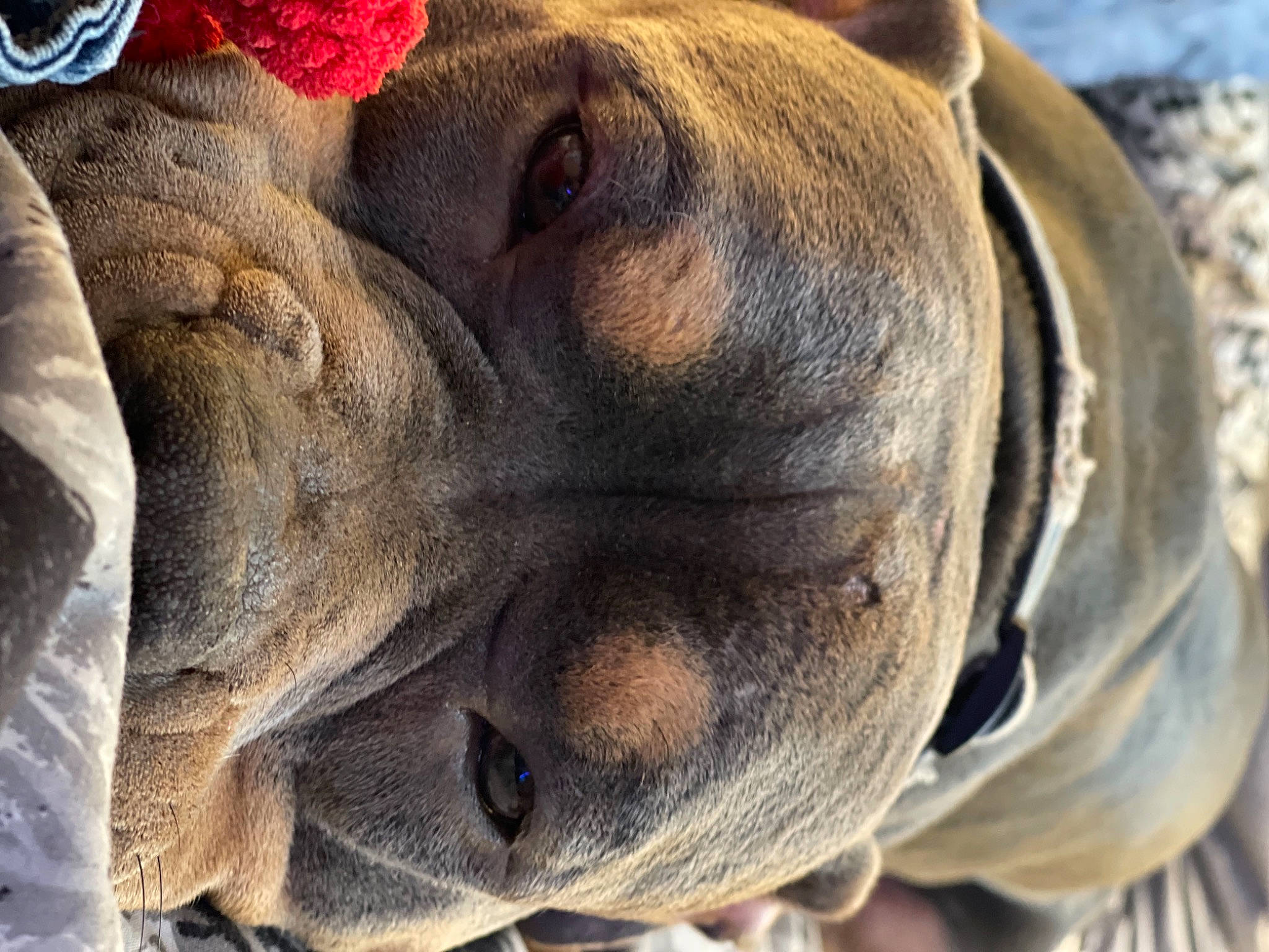 Creed joined the competition — help win amazing prizes! ancient_dog_breeds, bulldog, canidae, carnivore, close_up, companion_dog, dog, dog_breed, dog_collar, fawn, giant_dog_breed, molosser, snout, sporting_group, terrestrial_animal, whiskers, wildlife, working_animal, working_dog, wrinkle