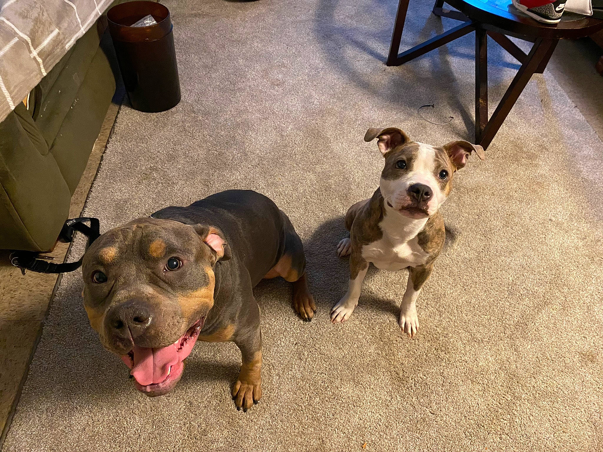 Creed joined the competition — help win amazing prizes! canidae, carnivore, chair, collar, companion_dog, dog, dog_breed, dog_collar, dog_supply, fawn, flooring, fur, leash, luggage_and_bags, pet_supply, shipping_box, sporting_group, whiskers, working_animal, working_dog