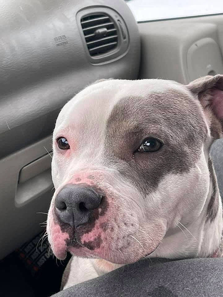 Bambi is registered to the contest to win money with this photo: auto_part, automotive_lighting, automotive_mirror, car, carnivore, comfort, companion_dog, dog, dog_breed, fawn, fender, hood, metal, motor_vehicle, snout, sporting_group, vehicle_door, whiskers, white, working_animal