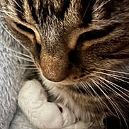 Mimi is registered to the contest to win money with this photo: cat, tabby, close_up, whiskers, fur, cozy, sleepy, pet, animal, soft_texture, warm, relaxed, indoor, cute, mammal, feline, resting, comfort, domestic_cat, closeup