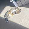 Mimi is registered to the contest to win money with this photo: cat, tabby, sunlight, carpet, indoor, relaxing, sleeping, pet, feline, cozy, paw, closed_eyes, striped, home, documents, folder, paper, resting, floor, quiet