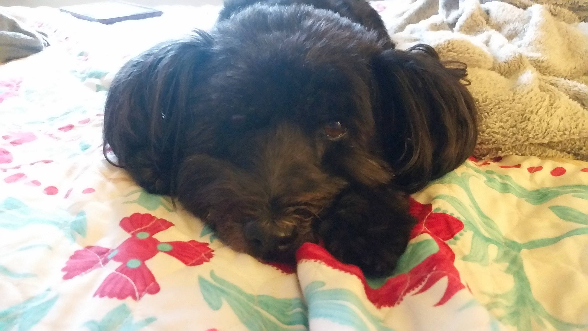 Ziggy is registered to the contest to win money with this photo: canidae, carnivore, comfort, companion_dog, dog, dog_breed, dog_supply, fur, liver, pattern, pet_supply, puppy_love, small_terrier, snout, sporting_group, terrestrial_animal, terrier, toy_dog, water_dog, working_animal