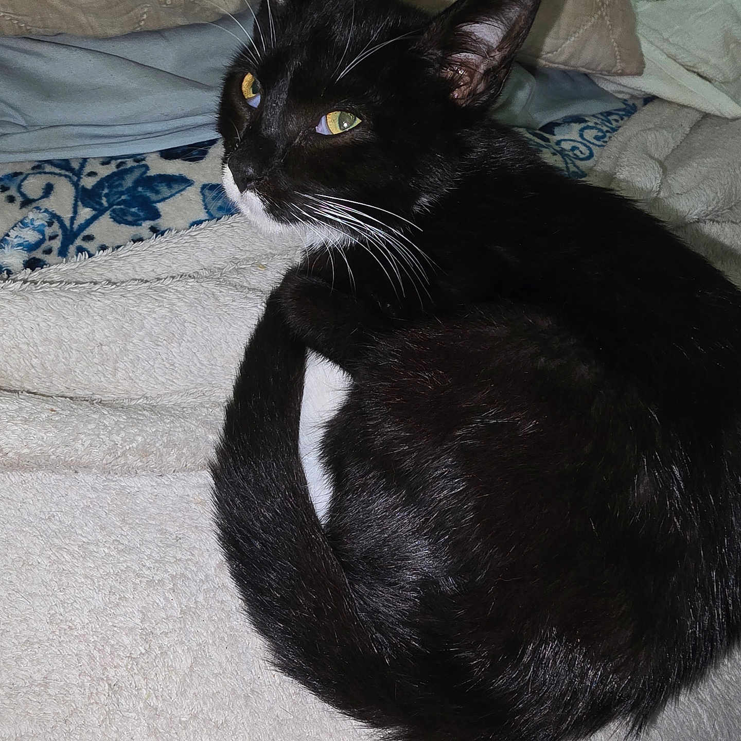 Justic joined the competition — help win amazing prizes! animal, black_cat, blanket, cat, close_up, cozy, curled_up, domestic_cat, ears, fabric, feline, indoor, pet, relaxed, resting, soft_texture, tail, whiskers, white_fur, yellow_eyes