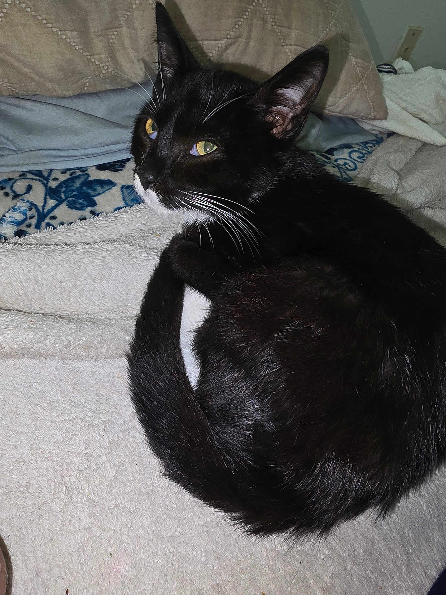 Justic joined the competition — help win amazing prizes! animal, black_cat, blanket, cat, close_up, cozy, curled_up, domestic_cat, ears, fabric, feline, indoor, pet, relaxed, resting, soft_texture, tail, whiskers, white_fur, yellow_eyes