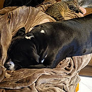 Wicca participe au concours pour gagner de l'argent avec cette photo : black_cat, black_dog, blanket, blanket_texture, cat, companion, couch, cozy, cushion, dog, fur, furniture, indoor, living_room, nap, pet, resting, sleeping, snuggle, tabby_cat