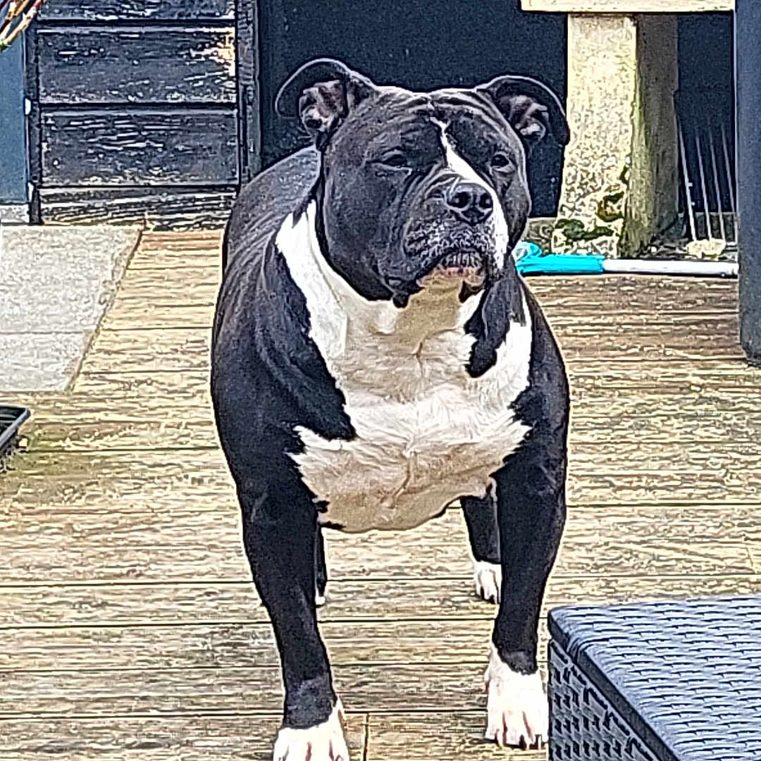 Wicca a rejoint le concours — aidez-le/la à gagner de superbes lots ! attentive, black_and_white, closeup, dog, face, furniture, muscular, outdoor, patio, paws, pet, plant, porch, rattan_table, shed, short_fur, staffordshire_bull_terrier, standing, stoic_expression, wooden_deck