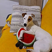 Vanille a rejoint le concours — aidez-le/la à gagner de superbes lots ! animal, brown_patch, canine, cozy, cute, dog, domestic, furniture, home, indoor, laying_down, pet, plush_toy, relaxed, resting, striped_pillow, toy, watermelon_toy, white_dog, yellow_couch
