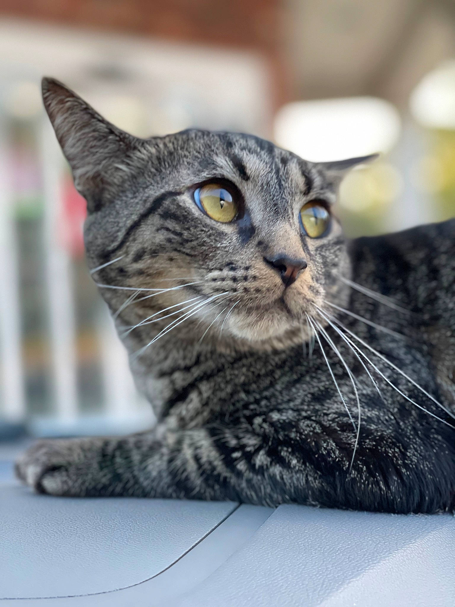 Lilo is registered to the contest to win money with this photo: carnivore, cat, claw, domestic_short_haired_cat, felidae, fur, grey, small_to_medium_sized_cats, snout, terrestrial_animal, whiskers, wildlife, window