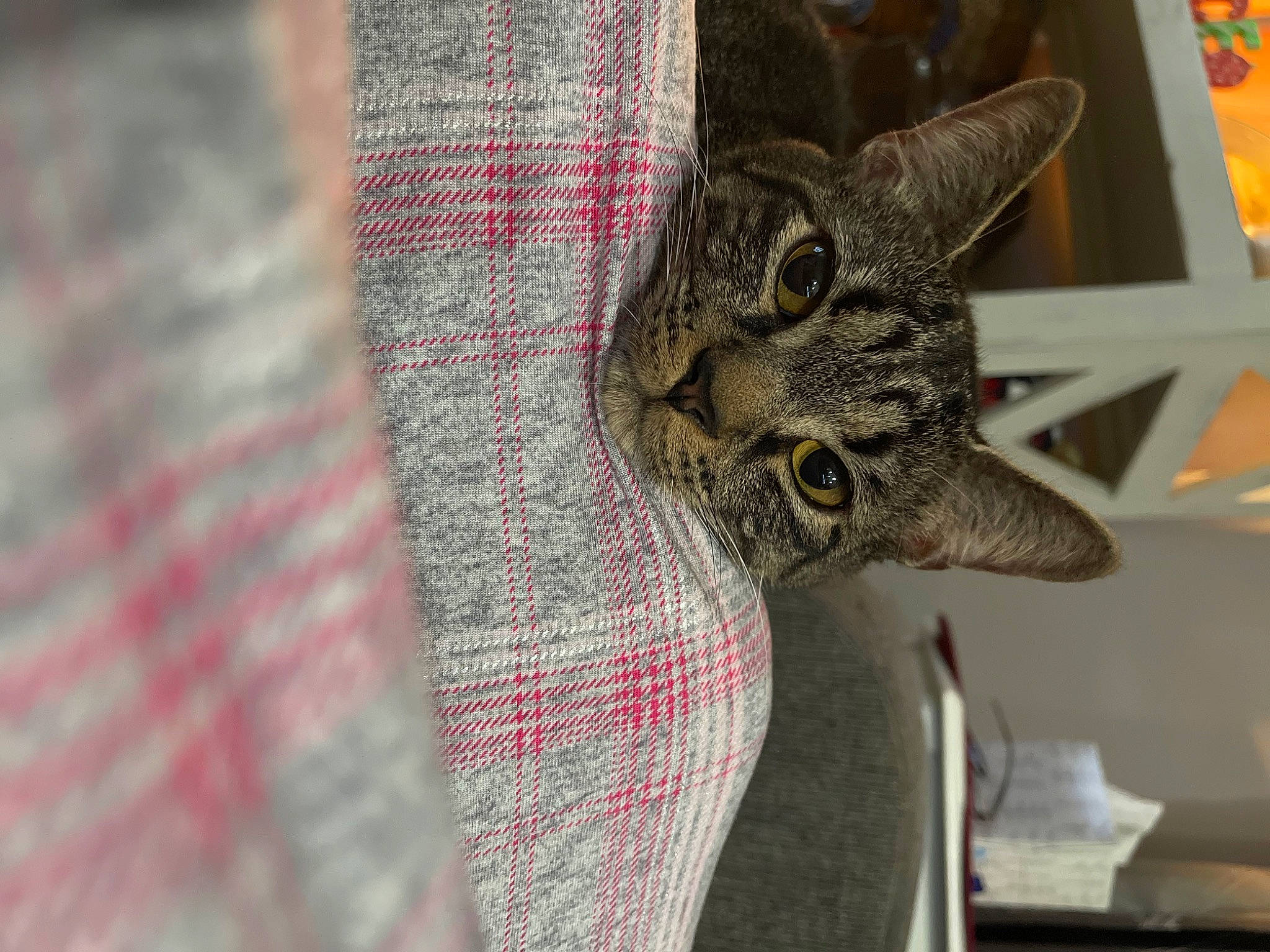 Lilo joined the competition — help win amazing prizes! art, carnivore, cat, claw, domestic_short_haired_cat, felidae, fur, grey, pattern, plaid, small_to_medium_sized_cats, snout, tail, tartan, textile, tree, whiskers, wildlife, wood, woven_fabric