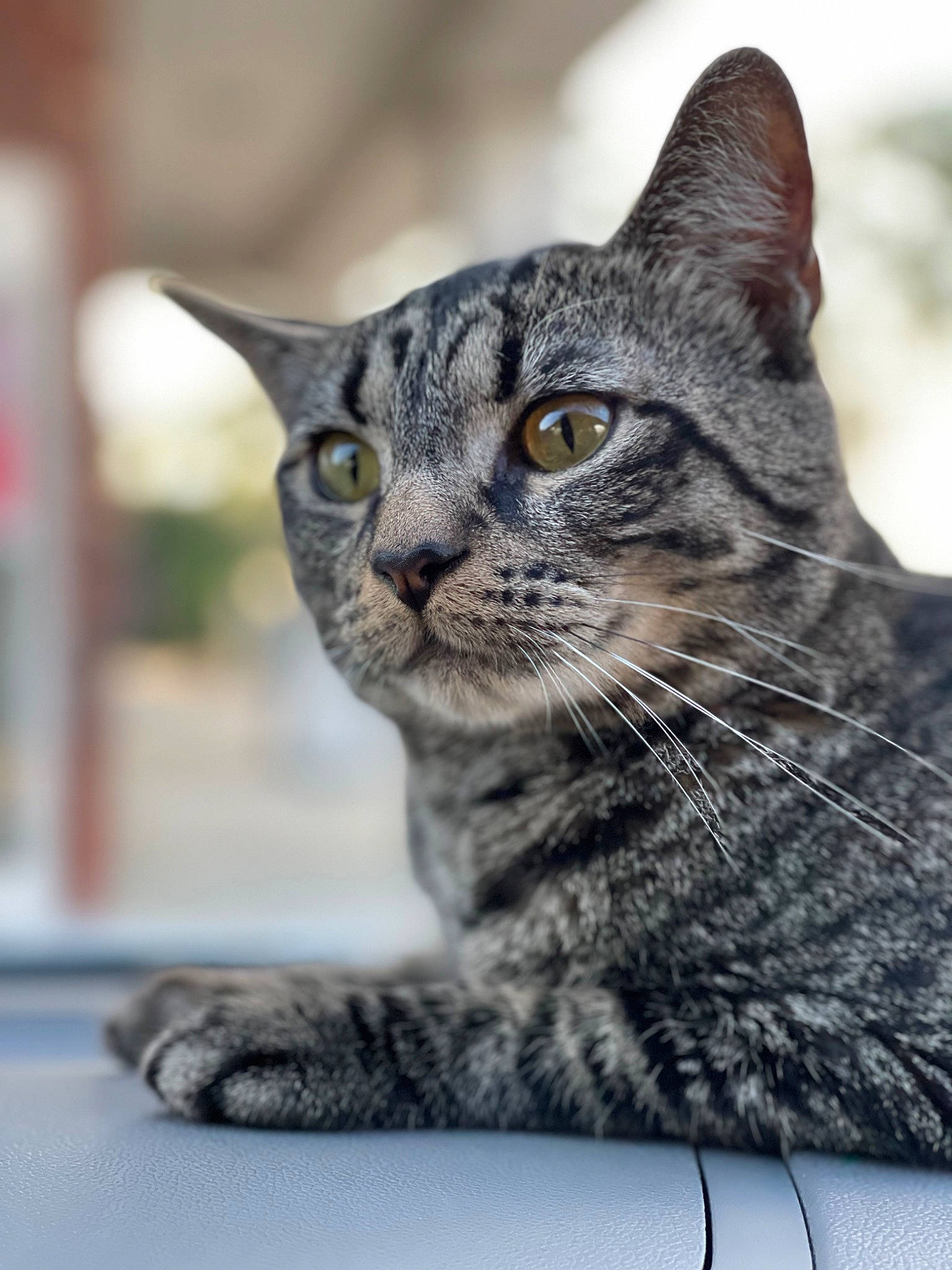 Lilo is registered to the contest to win money with this photo: carnivore, cat, close_up, domestic_short_haired_cat, felidae, fur, grass, grey, sitting, small_to_medium_sized_cats, snout, terrestrial_animal, tree, whiskers, wildlife, window