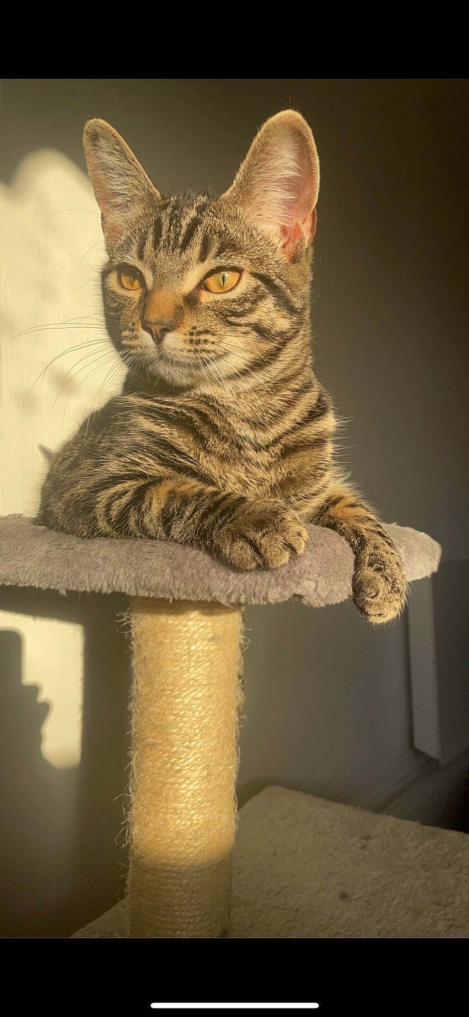 Kyogo is registered to the contest to win money with this photo: art, carnivore, cat, cat_supply, domestic_short_haired_cat, felidae, fur, paw, sitting, small_to_medium_sized_cats, snout, tail, terrestrial_animal, visual_arts, whiskers, window