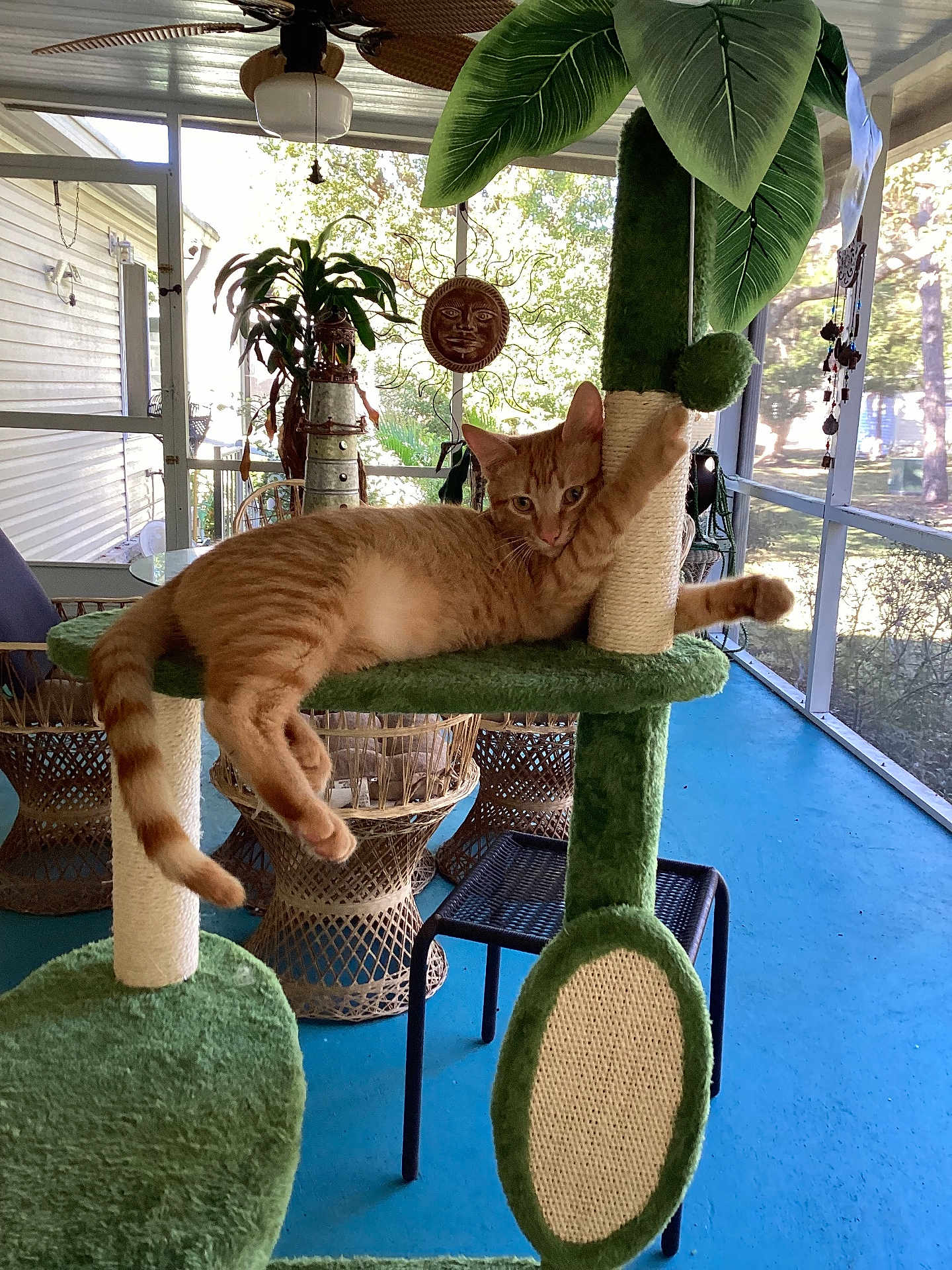 Jake is registered to the contest to win money with this photo: cat, orange_tabby, cat_tree, scratching_post, porch, wicker_chair, sunlight, indoor, relaxed, pet, feline, green, furniture, decor, window, screened_porch, tail, ears, paw, daylight
