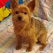 Buddy King is registered to the contest to win money with this photo: dog, pet, small_dog, fur, ears, quilt, blanket, bed, indoor, animal, cute, brown_fur, sitting, looking, curious, cozy, home, companion, furry, canine