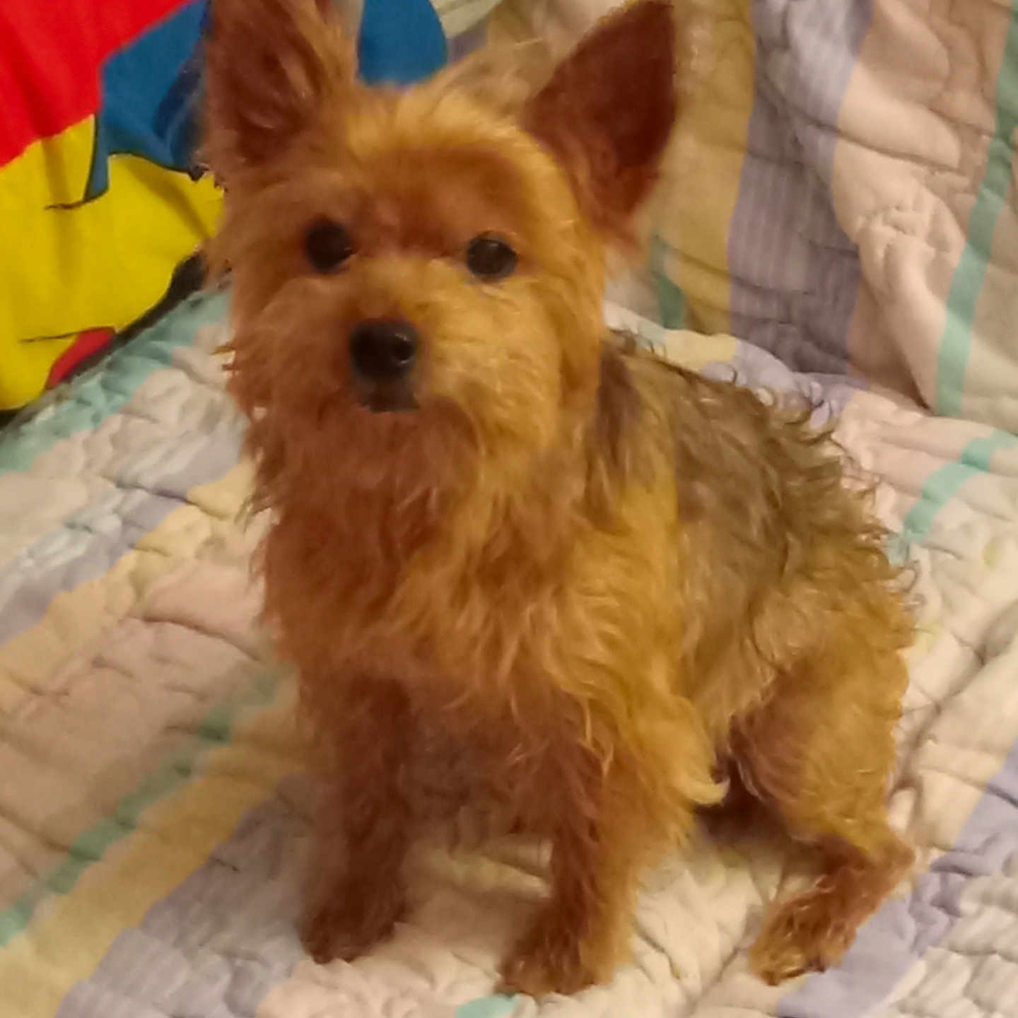 Buddy King is registered to the contest to win money with this photo: animal, bed, blanket, brown_fur, canine, companion, cozy, curious, cute, dog, ears, fur, furry, home, indoor, looking, pet, quilt, sitting, small_dog