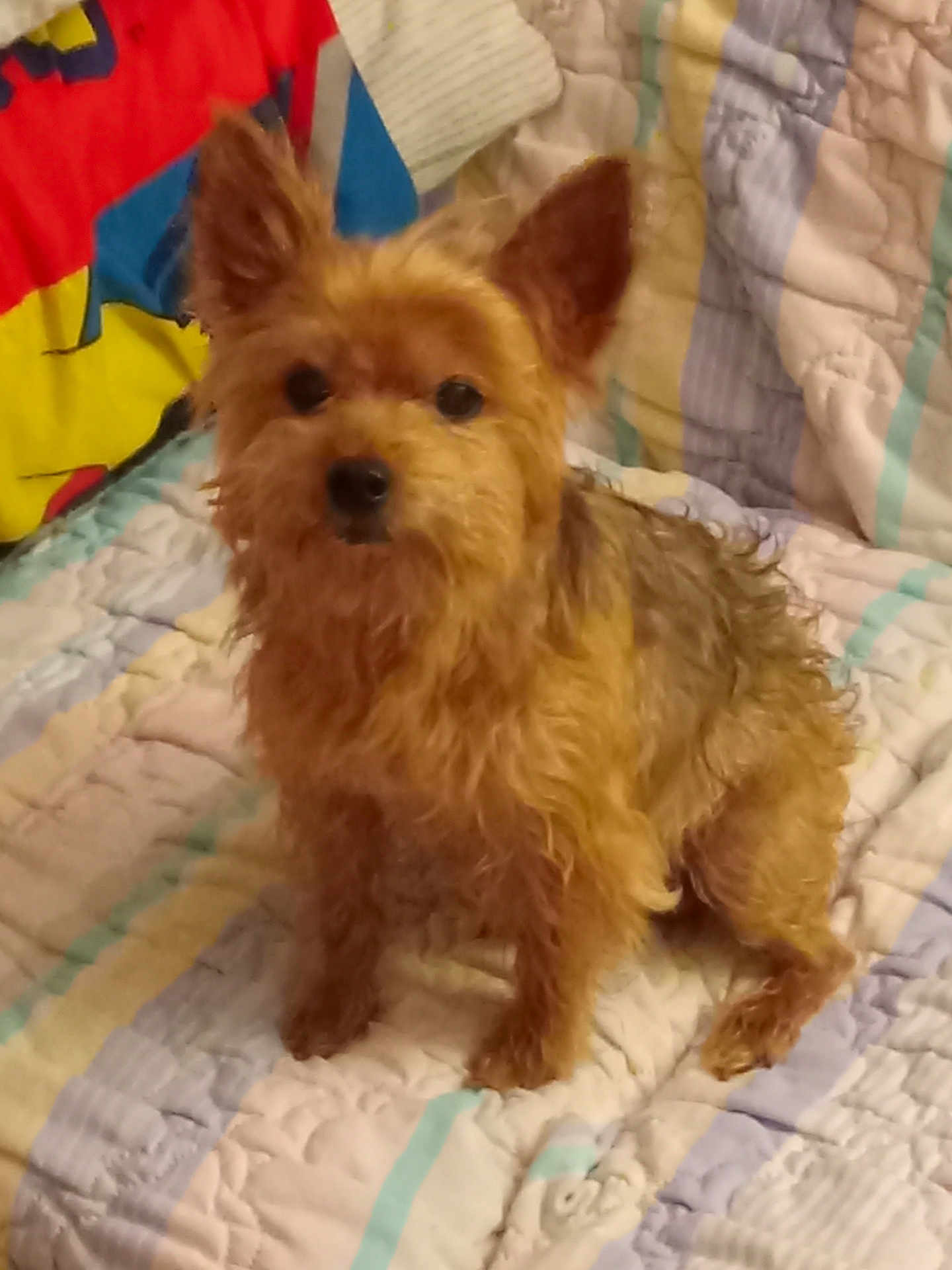 Buddy King is registered to the contest to win money with this photo: dog, pet, small_dog, fur, ears, quilt, blanket, bed, indoor, animal, cute, brown_fur, sitting, looking, curious, cozy, home, companion, furry, canine