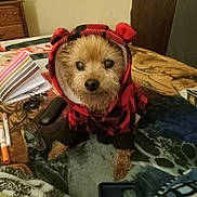 Buddy King joined the competition — help win amazing prizes! animal, bed, blanket, clothing, cozy, cute, dog, ears, eyes, face, fur, glasses, hoodie, indoor, markers, paws, pet, phone_case, resting, small_dog