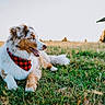 Blue a rejoint le concours — aidez-le/la à gagner de superbes lots ! animal, bandana, brown, building, canine, daylight, dog, field, fluffy, fur, grass, nature, outdoor, pet, relaxing, rural, sky, sunset, tongue_out, white