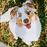 Blue participe au concours pour gagner de l'argent avec cette photo : adorable, animal, blue_eyes, canine, close_up, dog, ears, face, friendly, fur, grass, happy, looking_up, nature, outdoor, pet, playful, smiling, sunlight, young_dog