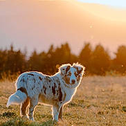 Blue a rejoint le concours — aidez-le/la à gagner de superbes lots ! alert, animal, backlit, canine, dog, field, fur, golden_hour, grass, landscape, meadow, nature, outdoor, peaceful, pet, scenic, serene, speckled, sunlight, sunset