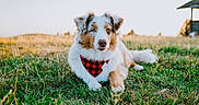 Blue a rejoint le concours — aidez-le/la à gagner de superbes lots ! animal, bandana, canine, cute, daylight, dog, field, fluffy, fur, grass, greenery, looking, lying, nature, outdoor, pet, portrait, relaxed, rural, sunset