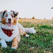 Blue is registered to the contest to win money with this photo: dog, grass, outdoor, field, bandana, plaid, sunset, canine, pet, animal, happy, tongue_out, fur, ears, nature, rural, wooden_structure, relaxed, portrait, blue_eyes