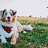 dog, grass, outdoor, field, bandana, plaid, sunset, canine, pet, animal, happy, tongue_out, fur, ears, nature, rural, wooden_structure, relaxed, portrait, blue_eyes