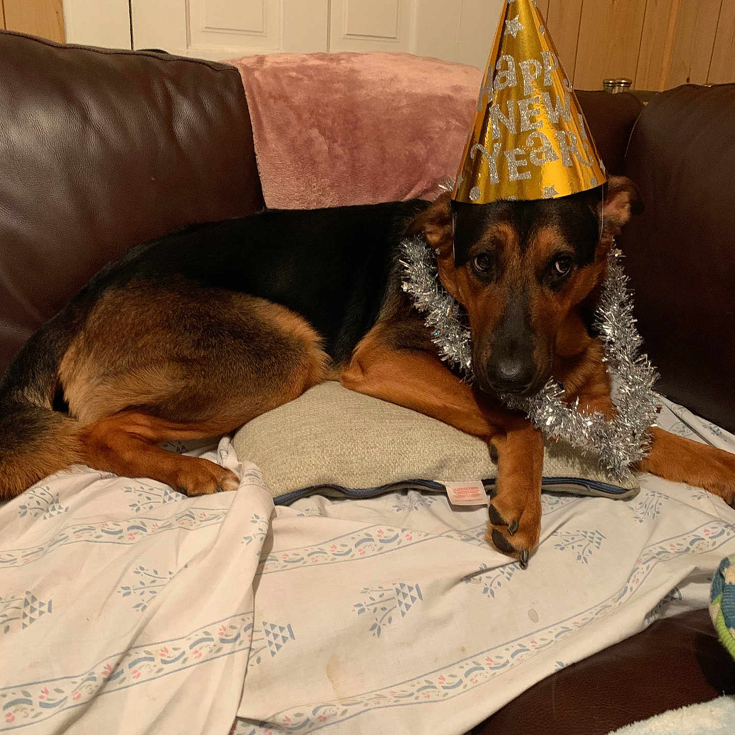 Bear is registered to the contest to win money with this photo: animal, black, blanket, brown, canine, celebration, couch, decorations, dog, festive, fur, holiday, indoor, lying_down, new_year, party_hat, pet, pillow, relaxed, tinsel