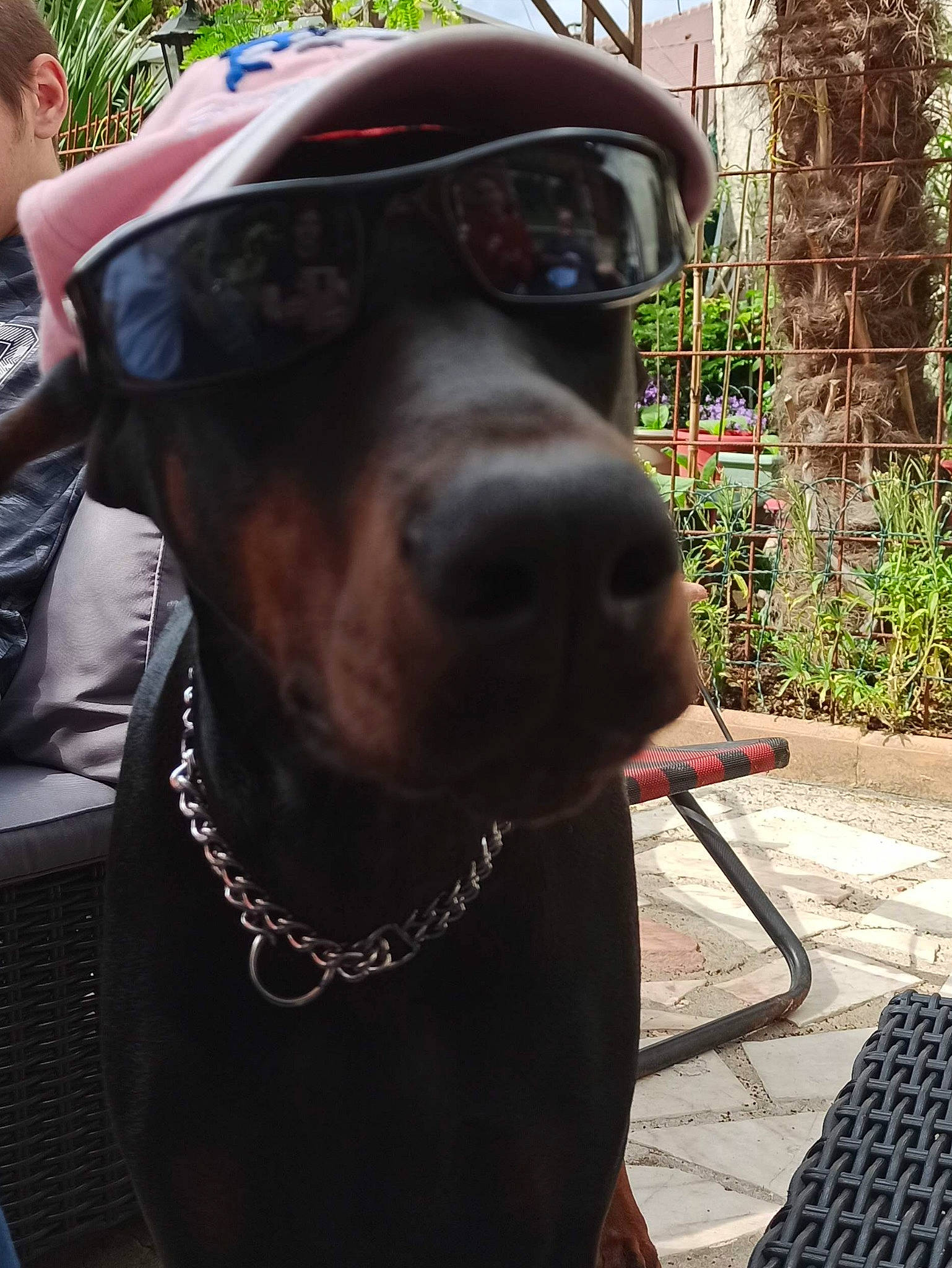 Chiara a rejoint le concours — aidez-le/la à gagner de superbes lots ! baseball_cap, cap, carnivore, collar, companion_dog, dog, dog_breed, dog_collar, eyewear, fawn, hat, helmet, liver, personal_protective_equipment, pet_supply, plant, snout, street_fashion, sun_hat, working_animal