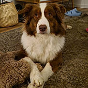Romy participe au concours pour gagner de l'argent avec cette photo : dog, brown, white, fur, carpet, crossed_paws, plush_toy, indoor, wooden_cabinet, plant, floor, furniture, home, pet, animal, relaxed, mammal, cute, domestic, living_room