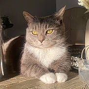 Binx is registered to the contest to win money with this photo: animal, cat, closeup, decor, domestic_cat, feline, fur, gray_cat, houseplant, indoor, pet, relaxed, resting, sunlight, table, vase, whiskers, white_paws, wooden_surface, yellow_eyes