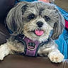 animal, brown_fur, close_up, couch, cute, dog, fluffy, gray_fur, harness, indoors, long_hair, lying_down, open_mouth, paws, pet, portrait, sitting, small_dog, tongue_out, white_fur