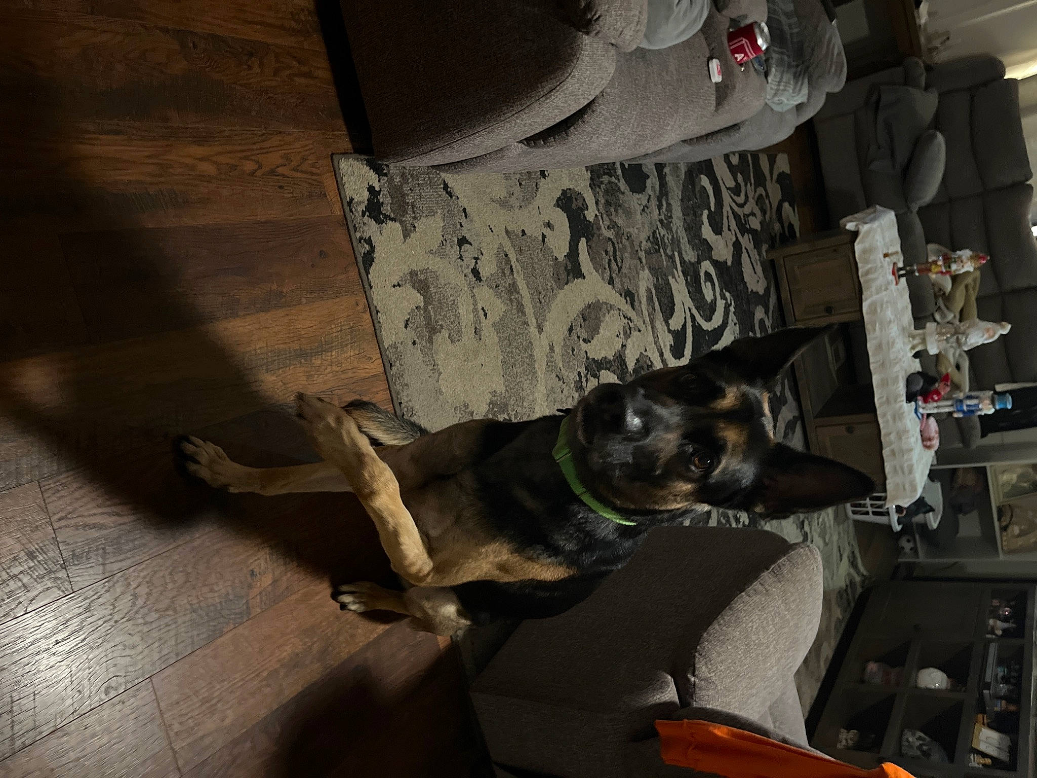 Zeus joined the competition — help win amazing prizes! auto_part, canidae, carnivore, comfort, companion_dog, dog, dog_breed, fawn, floor, flooring, grey, guard_dog, hardwood, room, sporting_group, tail, tints_and_shades, toy_dog, wood, working_animal