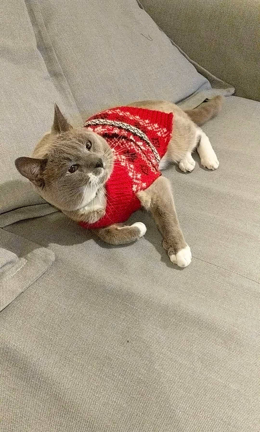 Magic is registered to the contest to win money with this photo: carnivore, cat, comfort, companion_dog, couch, dog_breed, domestic_short_haired_cat, fashion_accessory, fawn, felidae, flooring, fur, grey, linens, paw, small_to_medium_sized_cats, snout, tail, whiskers, working_animal