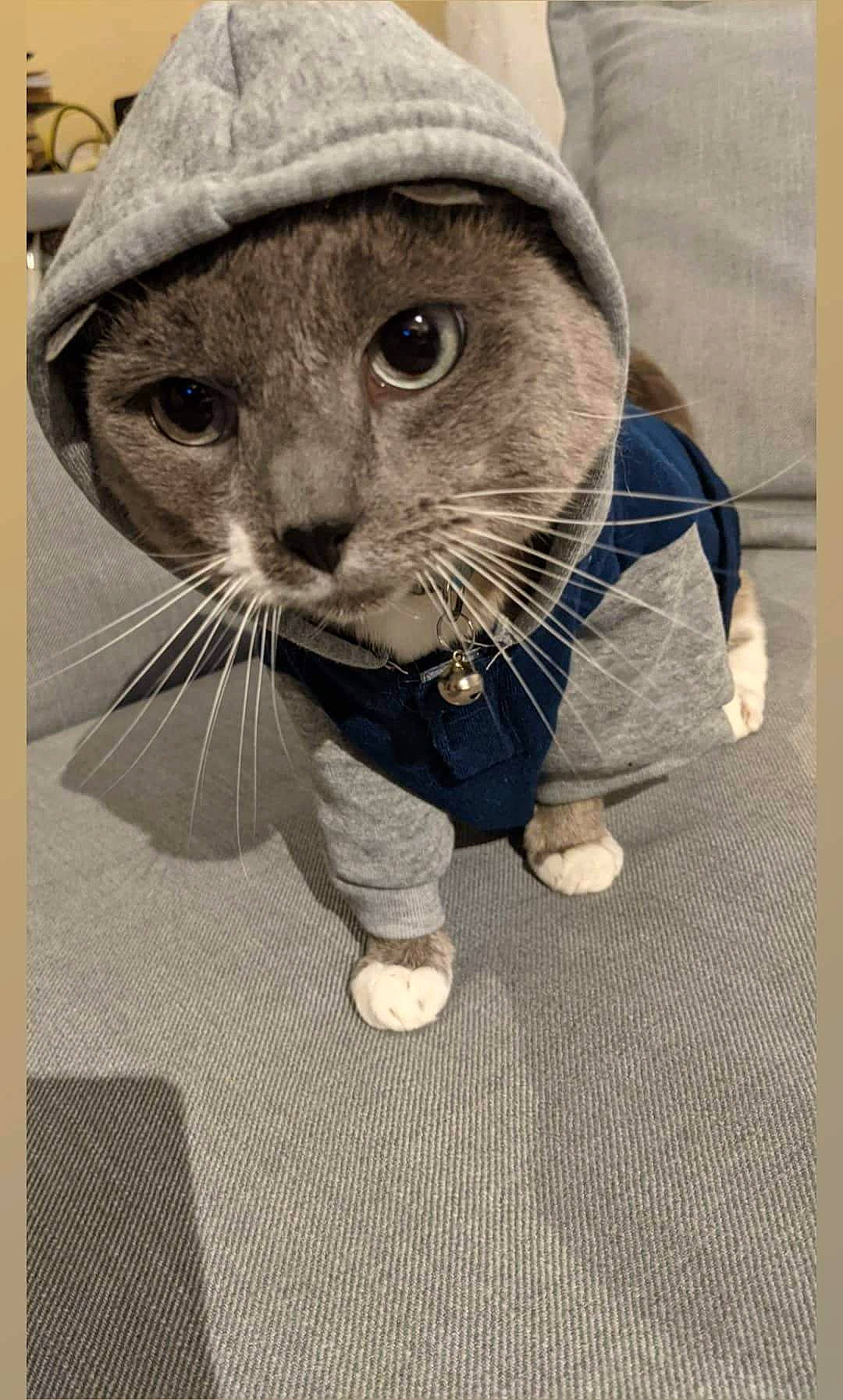 Magic joined the competition — help win amazing prizes! black_cat, carnivore, cat, comfort, domestic_short_haired_cat, felidae, flooring, foot, fur, grey, human_leg, pattern, paw, photo_caption, sitting, small_to_medium_sized_cats, snout, tail, terrestrial_animal, whiskers