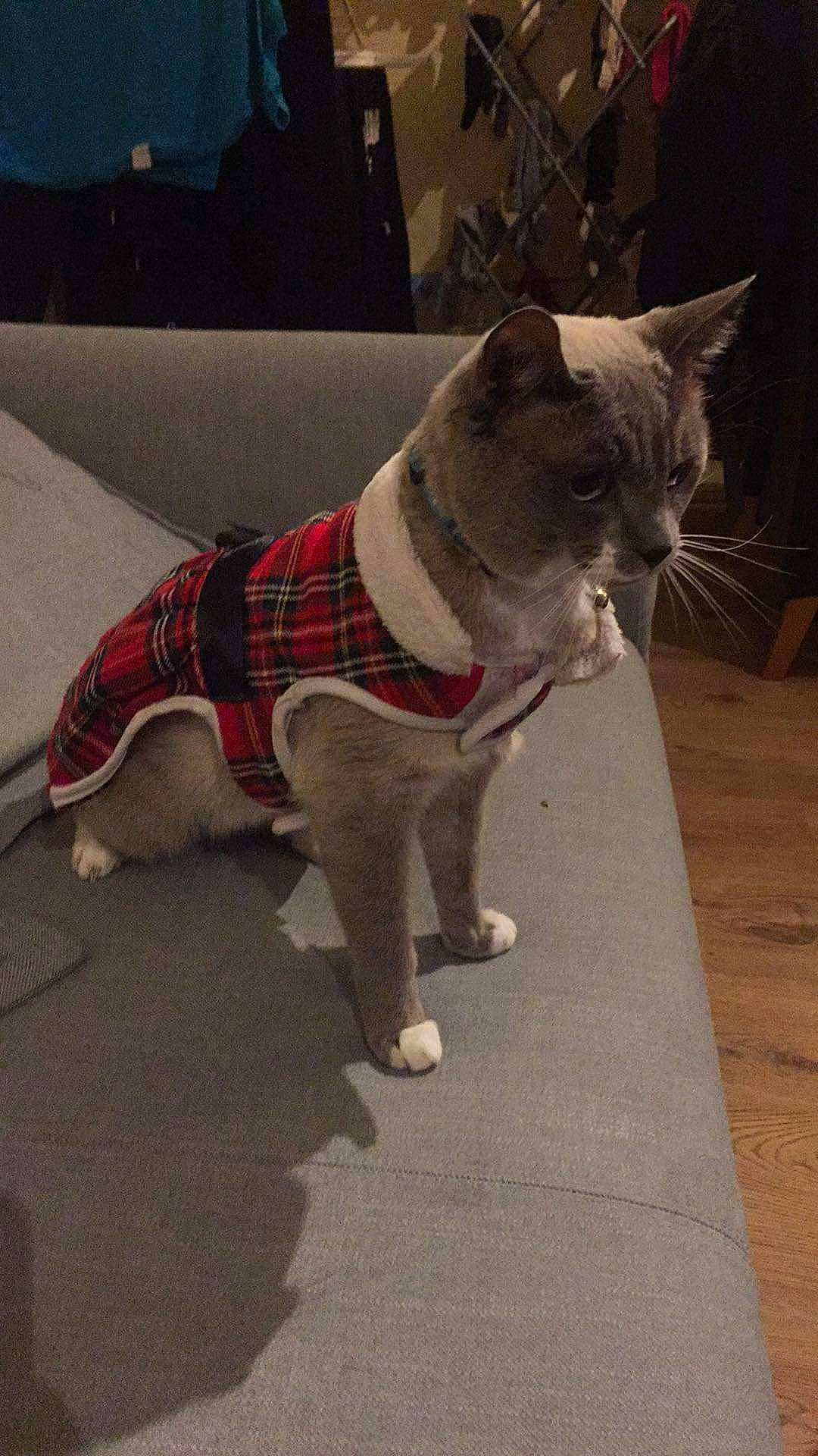 Magic joined the competition — help win amazing prizes! carnivore, cat, collar, companion_dog, dog_breed, dog_collar, dog_supply, fawn, felidae, grey, leash, pattern, pet_supply, plaid, small_to_medium_sized_cats, snout, tail, tartan, whiskers, working_animal