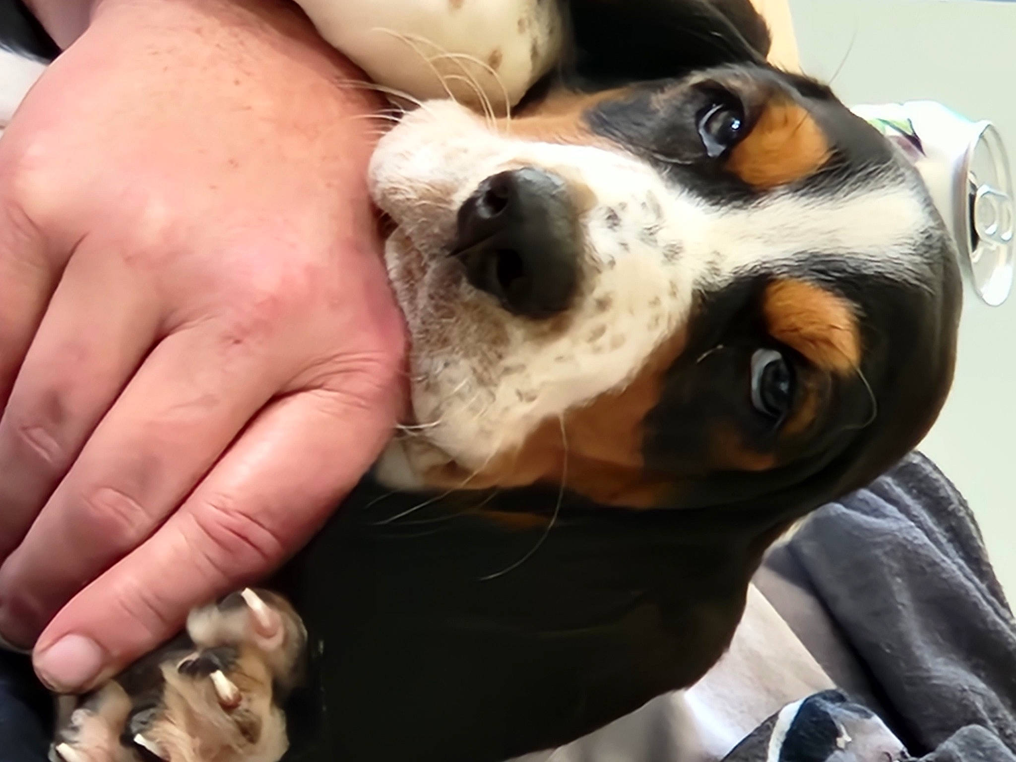 Floppy joined the competition — help win amazing prizes! canidae, carnivore, collar, companion_dog, dog, dog_breed, dog_collar, eyewear, fawn, fur, nail, puppy_love, scent_hound, selfie, snout, sporting_group, thumb, whiskers, working_animal, wrist