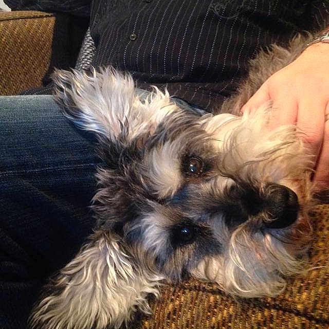 Rascal is registered to the contest to win money with this photo: