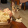 Chanel participe au concours pour gagner de l'argent avec cette photo : cat, kitten, pet, animal, table, basket, flowers, indoor, wooden_table, curious, feline, domestic_animal, flower_basket, floor, chair, plant, home, cute, closeup, tabby
