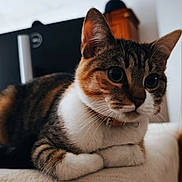 Chanel participe au concours pour gagner de l'argent avec cette photo : cat, tabby, close_up, pet, animal, feline, whiskers, ears, paws, fur, resting, indoor, soft_surface, collar, curious_eyes, relaxed, domestic_animal, mammal, portrait, cute
