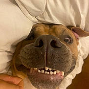 Vatos participe au concours pour gagner de l'argent avec cette photo : dog, close_up, face, nose, teeth, smile, bed, blanket, pet, animal, fur, canine, cute, indoor, hand, playful, expression, whiskers, brown, white