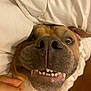 dog, close_up, face, nose, teeth, smile, bed, blanket, pet, animal, fur, canine, cute, indoor, hand, playful, expression, whiskers, brown, white
