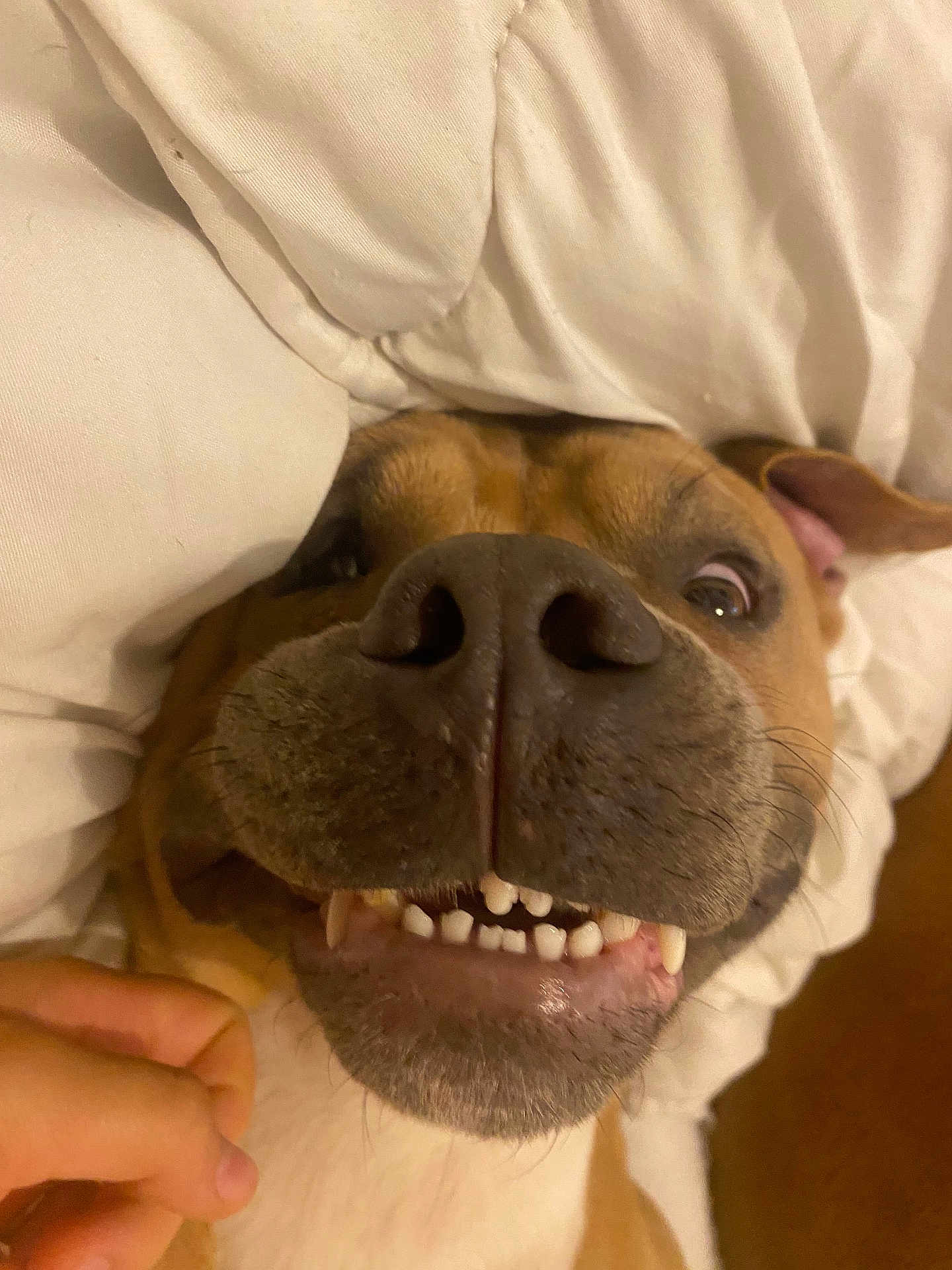 Vatos participe au concours pour gagner de l'argent avec cette photo : dog, close_up, face, nose, teeth, smile, bed, blanket, pet, animal, fur, canine, cute, indoor, hand, playful, expression, whiskers, brown, white