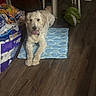 Winston is registered to the contest to win money with this photo: dog, indoor, floor, mat, plastic_chair, plush_toy, paper_towels, tongue_out, happy, pet, light_color, wooden_floor, lying_down, household_items, cozy, fur, flooring, animal, domestic, home