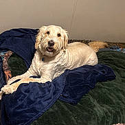Winston is registered to the contest to win money with this photo: dog, pet, blanket, bed, indoor, fur, canine, resting, relaxed, animal, cozy, comfort, lying_down, light_brown, tail, snout, ears, fur_texture, collar, home