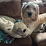 Winston is registered to the contest to win money with this photo: dog, plush_toy, couch, indoor, brown, fluffy, pet, stuffed_animal, fabric, blanket, relaxed, animal, cozy, living_room, soft, colorful, ears, fur, comfort, companion