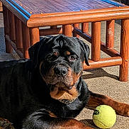 Bear is registered to the contest to win money with this photo: rottweiler, dog, pet, indoor, carpet, tennis_ball, wooden_table, animal, canine, resting, fur, paw, collar, sunlight, brown, black, large_dog, household, relaxed, companion