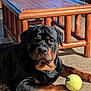 rottweiler, dog, pet, indoor, carpet, tennis_ball, wooden_table, animal, canine, resting, fur, paw, collar, sunlight, brown, black, large_dog, household, relaxed, companion